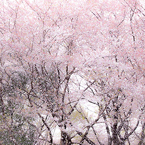FLURRY