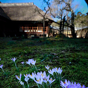 SPRING FAIRIES