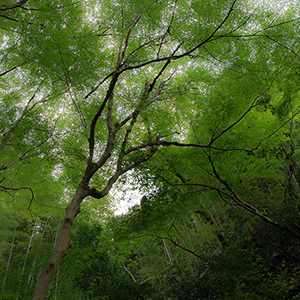 THROUGH THE LEAVES